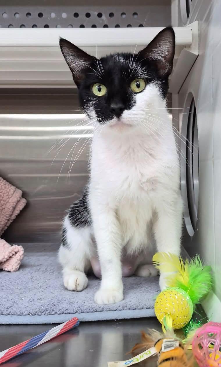 Enlarge Opal, a Adoptable American Shorthair in Bolivia, NC image 1/1