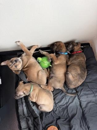 Enlarge Archie, a ADOPTABLE mixed breed in Ithaca, NY image 3/3