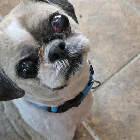 Ryley, Adoptable, Senior Male Shih Tzu.