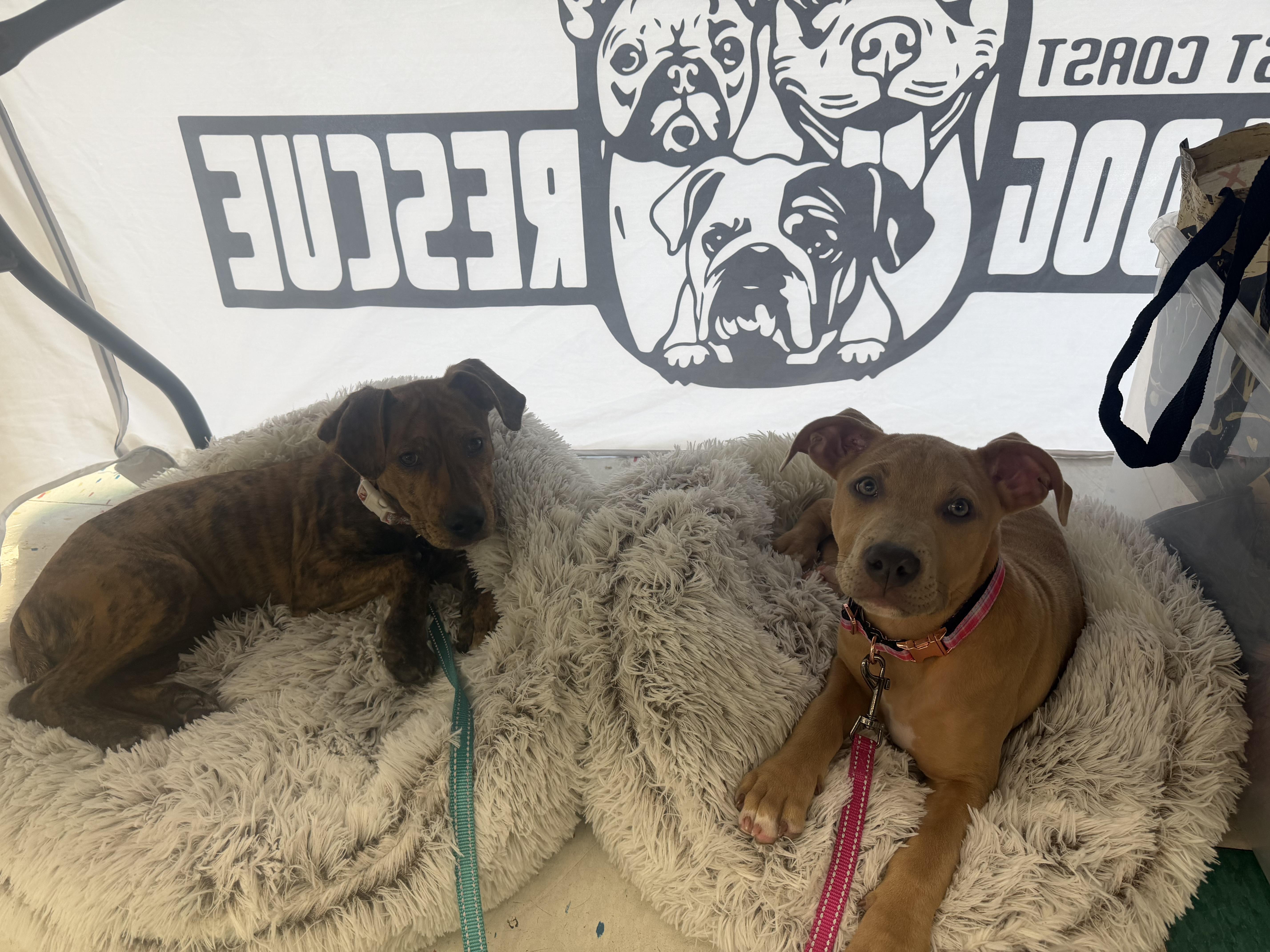 Griz, Melody, Bubbles, & Daya, a ADOPTABLE mixed breed in Pittsburgh, PA image 4/5