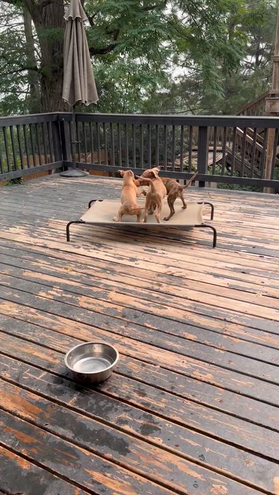 Enlarge Griz, Melody, Bubbles, & Daya, a ADOPTABLE mixed breed in Pittsburgh, PA video 5/5