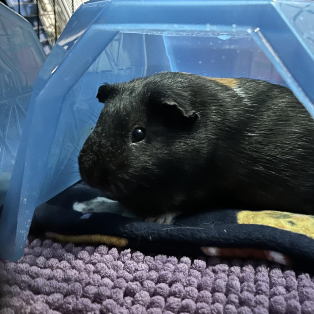 Enlarge Poppy, a Adoptable Guinea Pig in Las Vegas, NV image 1/1