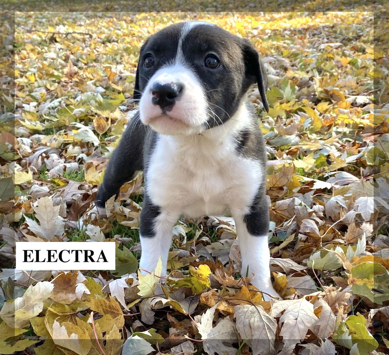 Enlarge ELECTRA, a Adopted Pit Bull Terrier in GILBERTS, IL image 1/3
