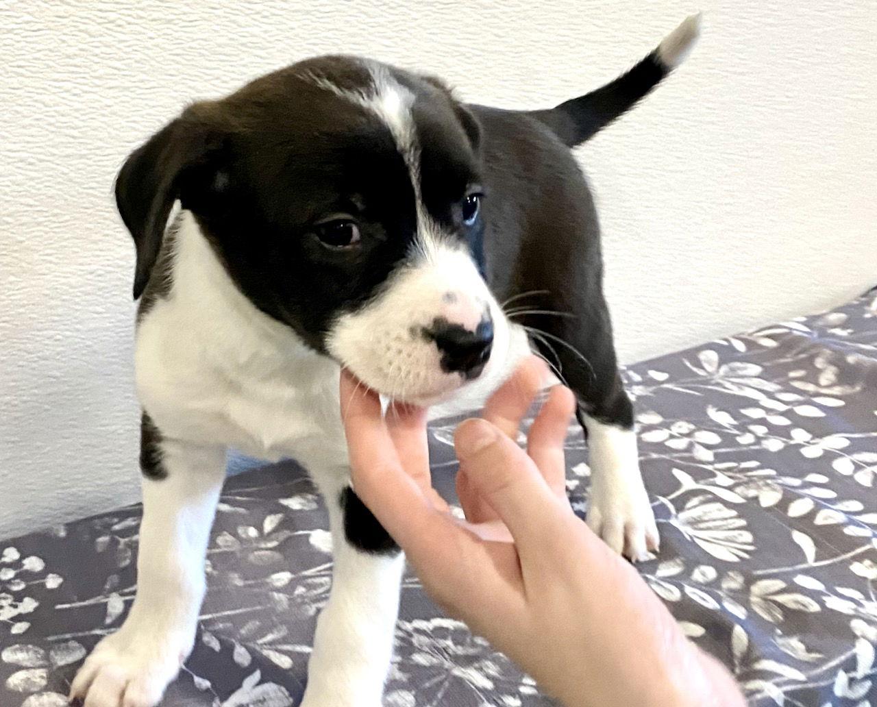 Enlarge ELECTRA, a Adopted Pit Bull Terrier in GILBERTS, IL image 3/3