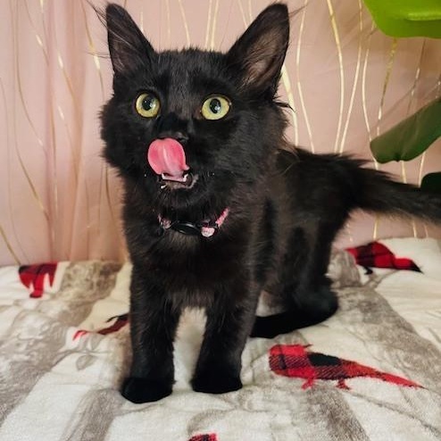 Enlarge Emily Elizabeth, an adopted Domestic Long Hair in Brattleboro, VT image 3/6