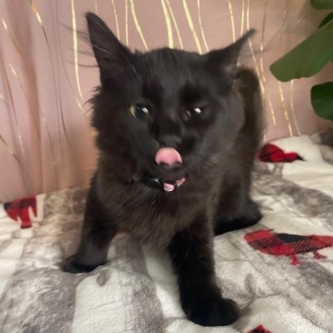 Enlarge Emily Elizabeth, an adopted Domestic Long Hair in Brattleboro, VT image 5/6