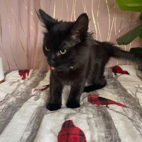 Enlarge Emily Elizabeth, an adopted Domestic Long Hair in Brattleboro, VT image 2/6