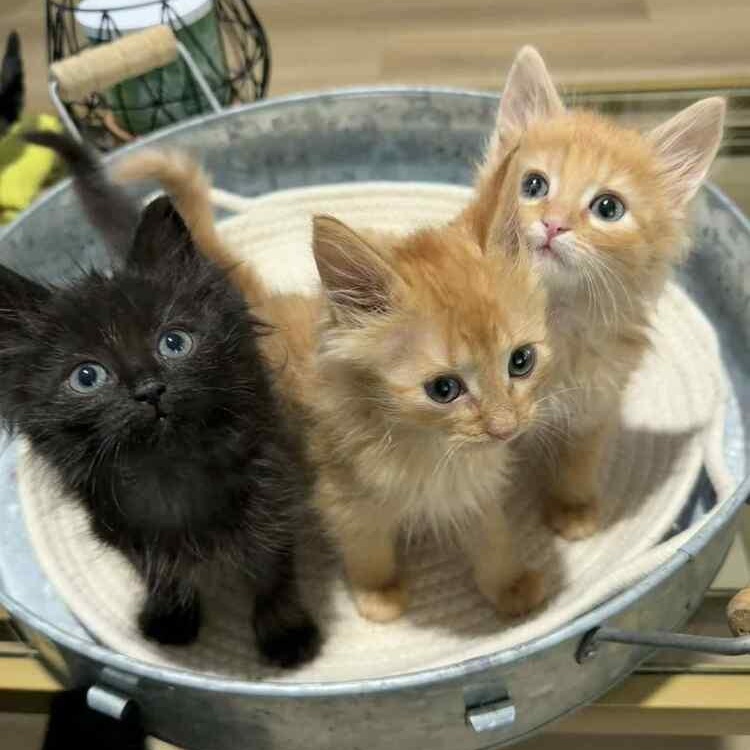 Enlarge Emily Elizabeth, an adopted Domestic Long Hair in Brattleboro, VT image 6/6