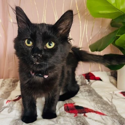 Enlarge Emily Elizabeth, an adopted Domestic Long Hair in Brattleboro, VT image 1/6