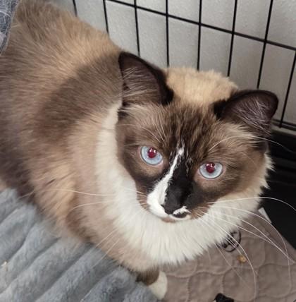 Chloe, Adoptable, Adult Female Himalayan & Domestic Short Hair.