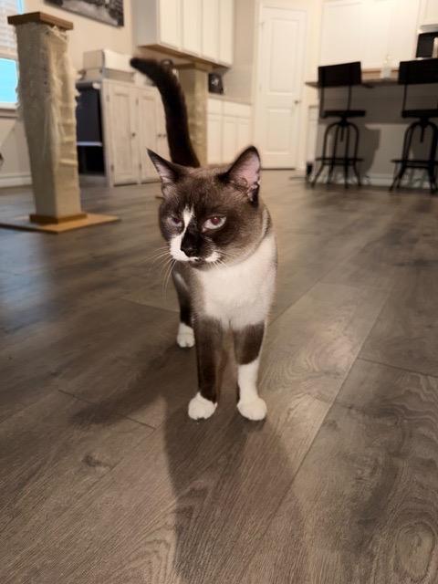 Valkyrie thumbnail 2