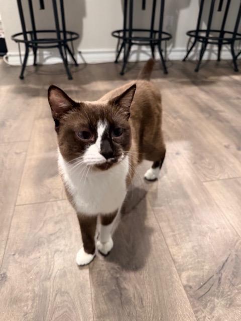 Valkyrie thumbnail 3