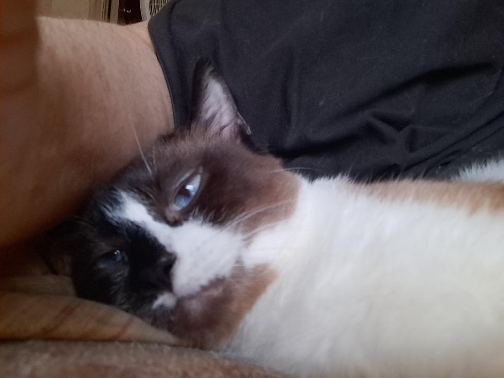 Valkyrie thumbnail 6