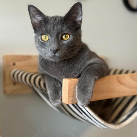 Teddy, ADOPTABLE, Kitten Male Domestic Short Hair.