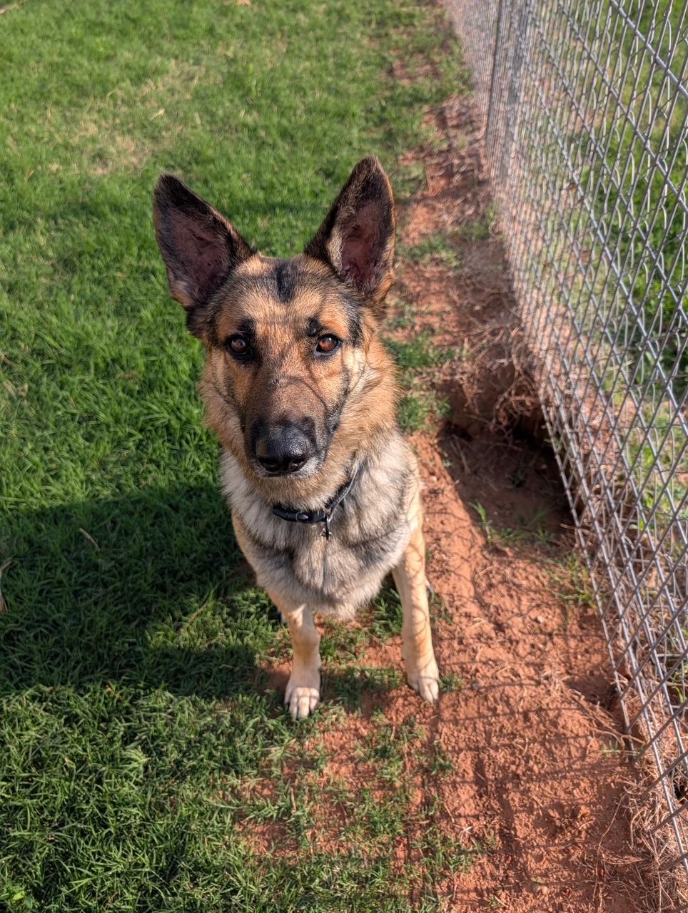 Enlarge Roger, a Adoptable German Shepherd Dog in Georgetown, TX image 5/6