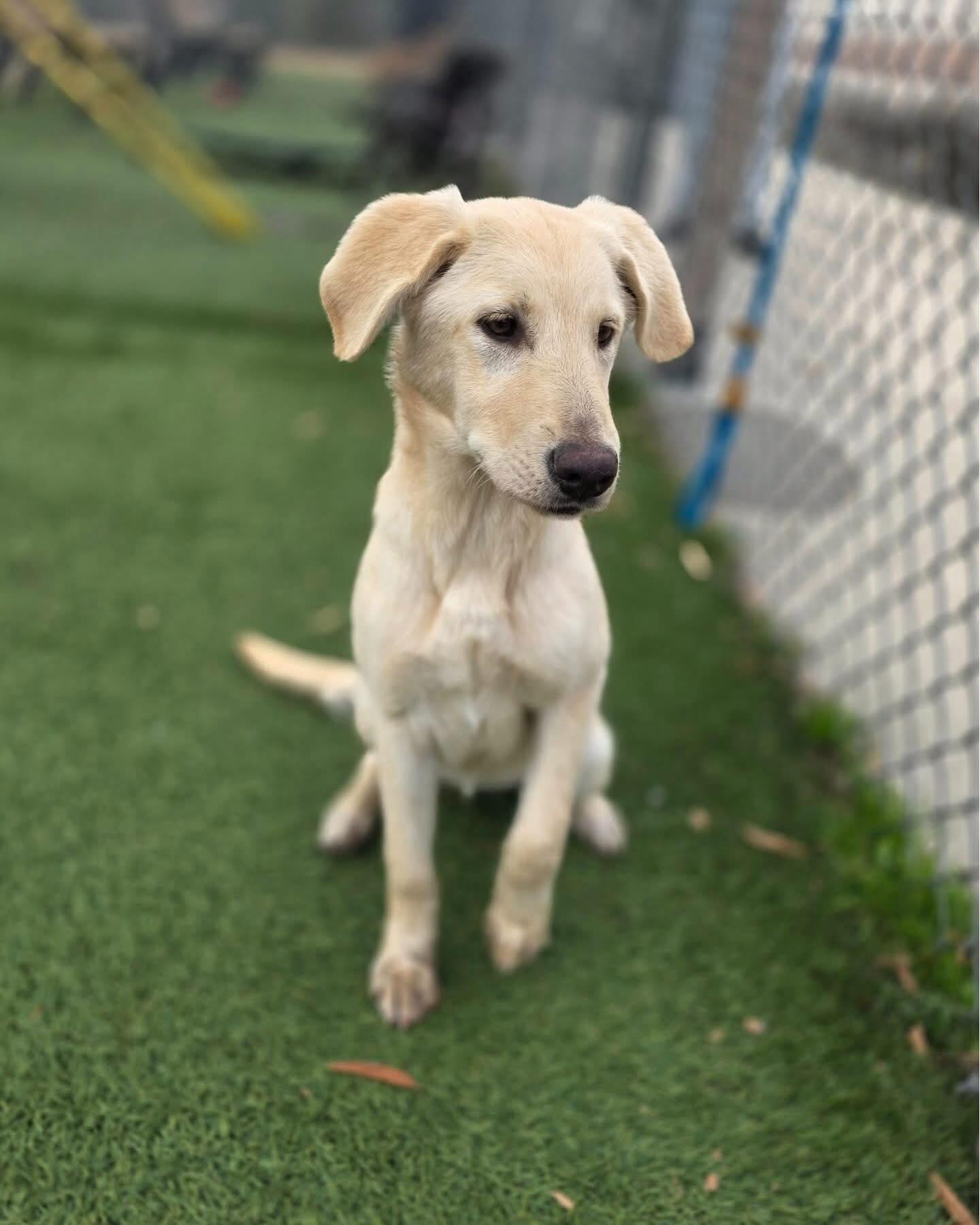 Enlarge Sunflower, a ADOPTABLE mixed breed in St. Albans, VT image 3/6