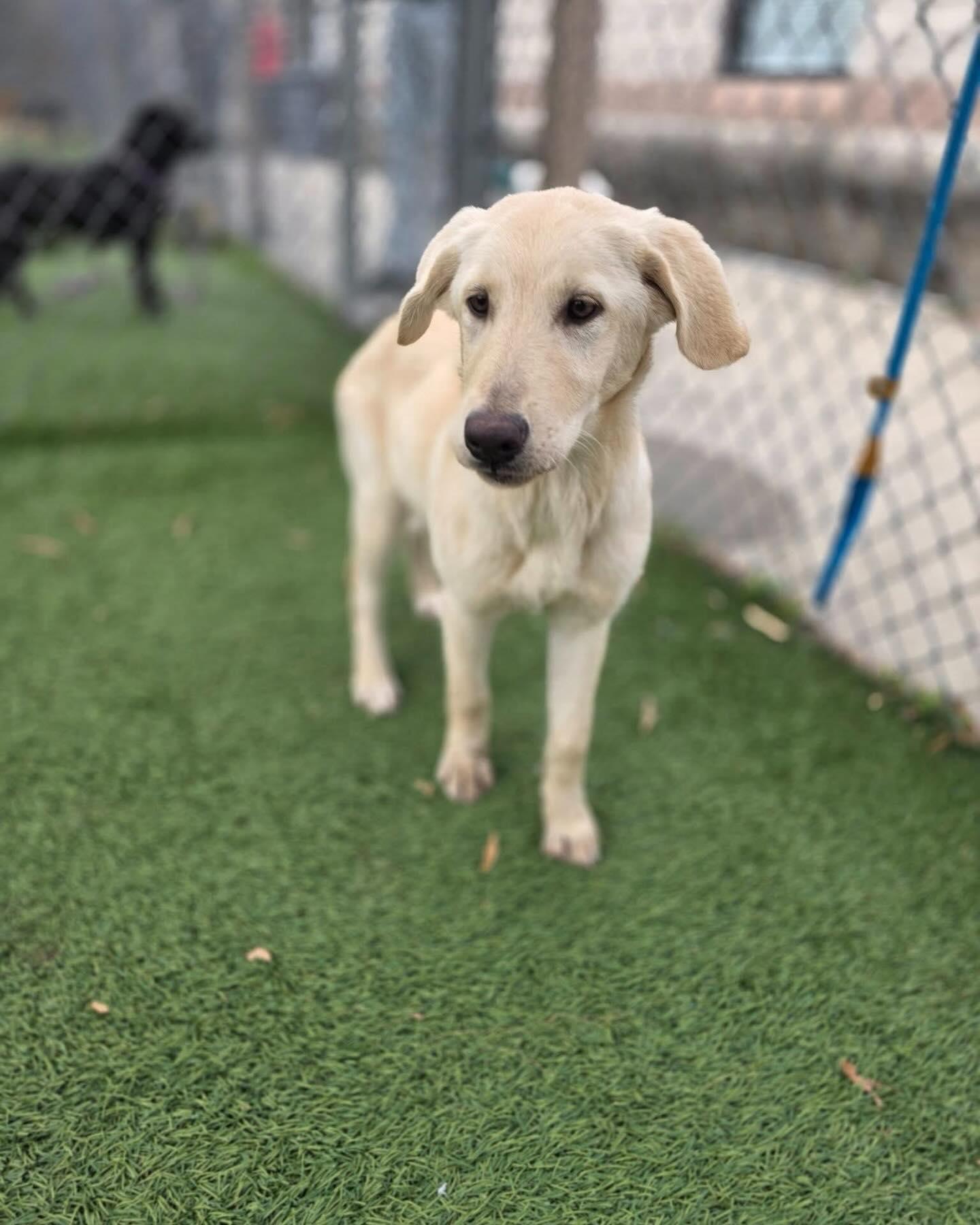 Enlarge Sunflower, a ADOPTABLE mixed breed in St. Albans, VT image 5/6
