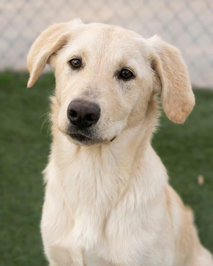 Enlarge Sunflower, a ADOPTABLE mixed breed in St. Albans, VT image 1/6