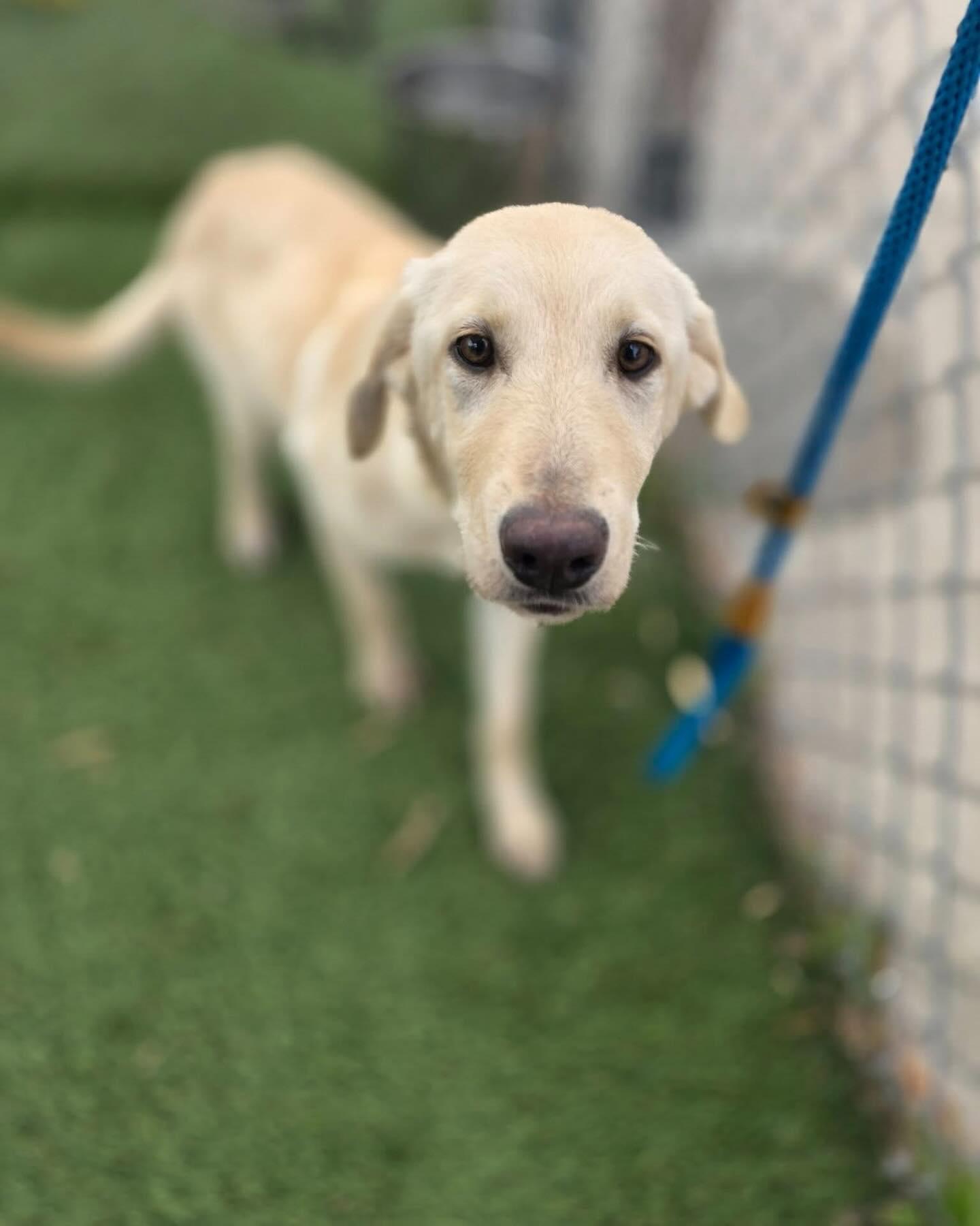 Enlarge Sunflower, a ADOPTABLE mixed breed in St. Albans, VT image 4/6