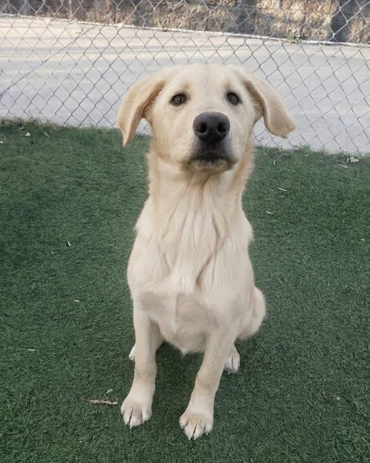 Enlarge Sunflower, a ADOPTABLE mixed breed in St. Albans, VT image 2/6