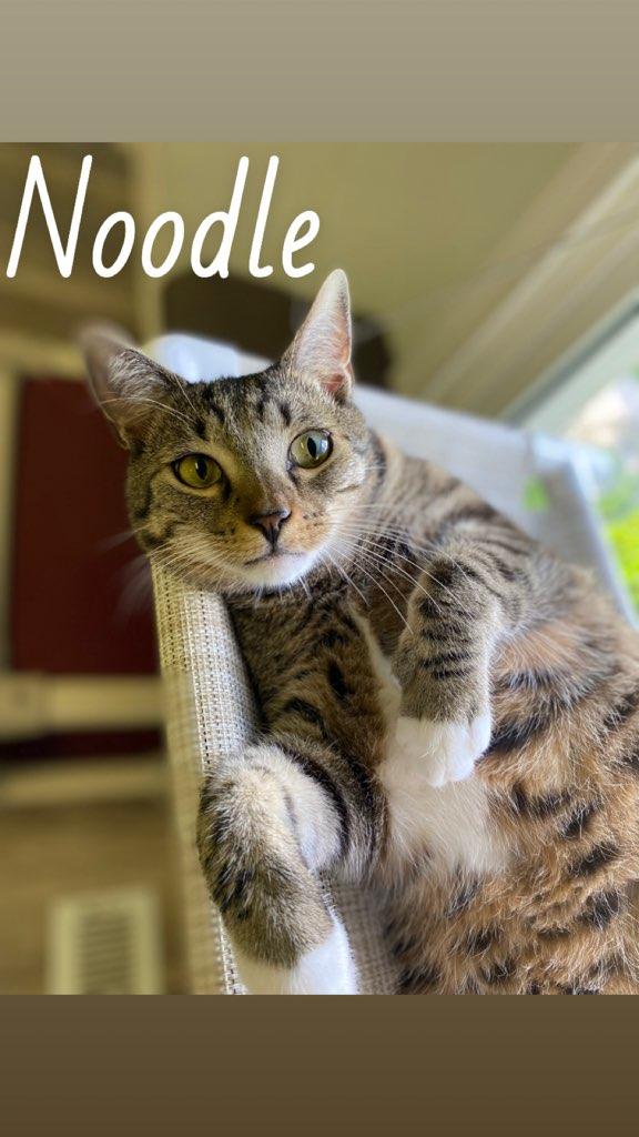 Noodle, a Adoptable Domestic Short Hair in Burgaw, NC image 1/2