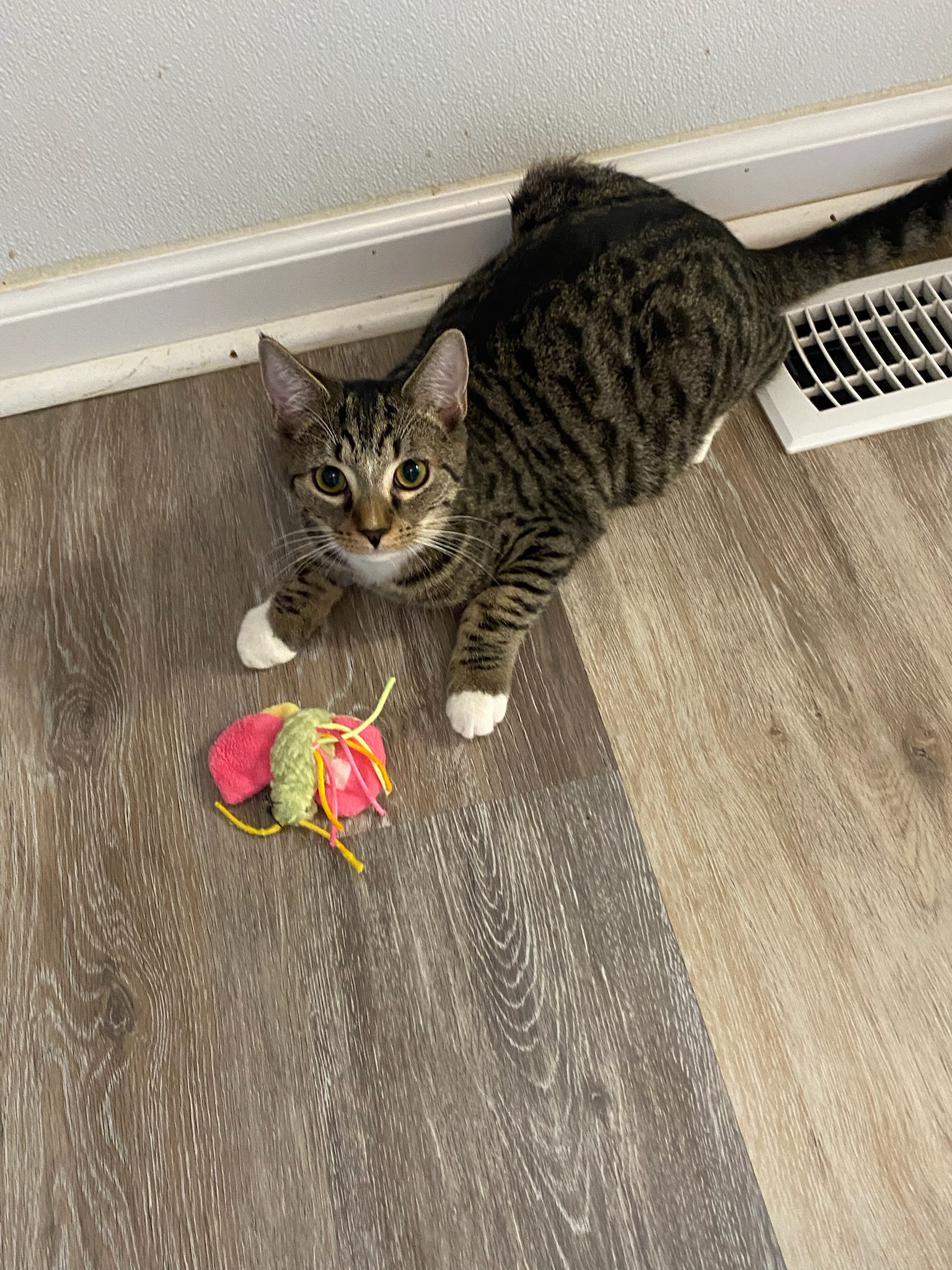 Noodle, a Adoptable Domestic Short Hair in Burgaw, NC image 2/2