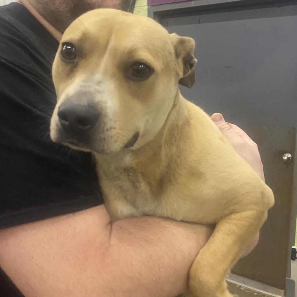 Enlarge Lemon, a Adoptable Mixed Breed in Corbin, KY image 1/1