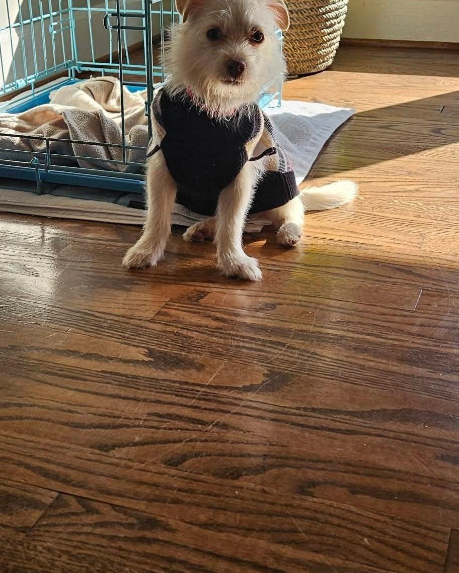 Enlarge Petey, a Adoptable mixed breed in Winston-Salem, NC image 5/6