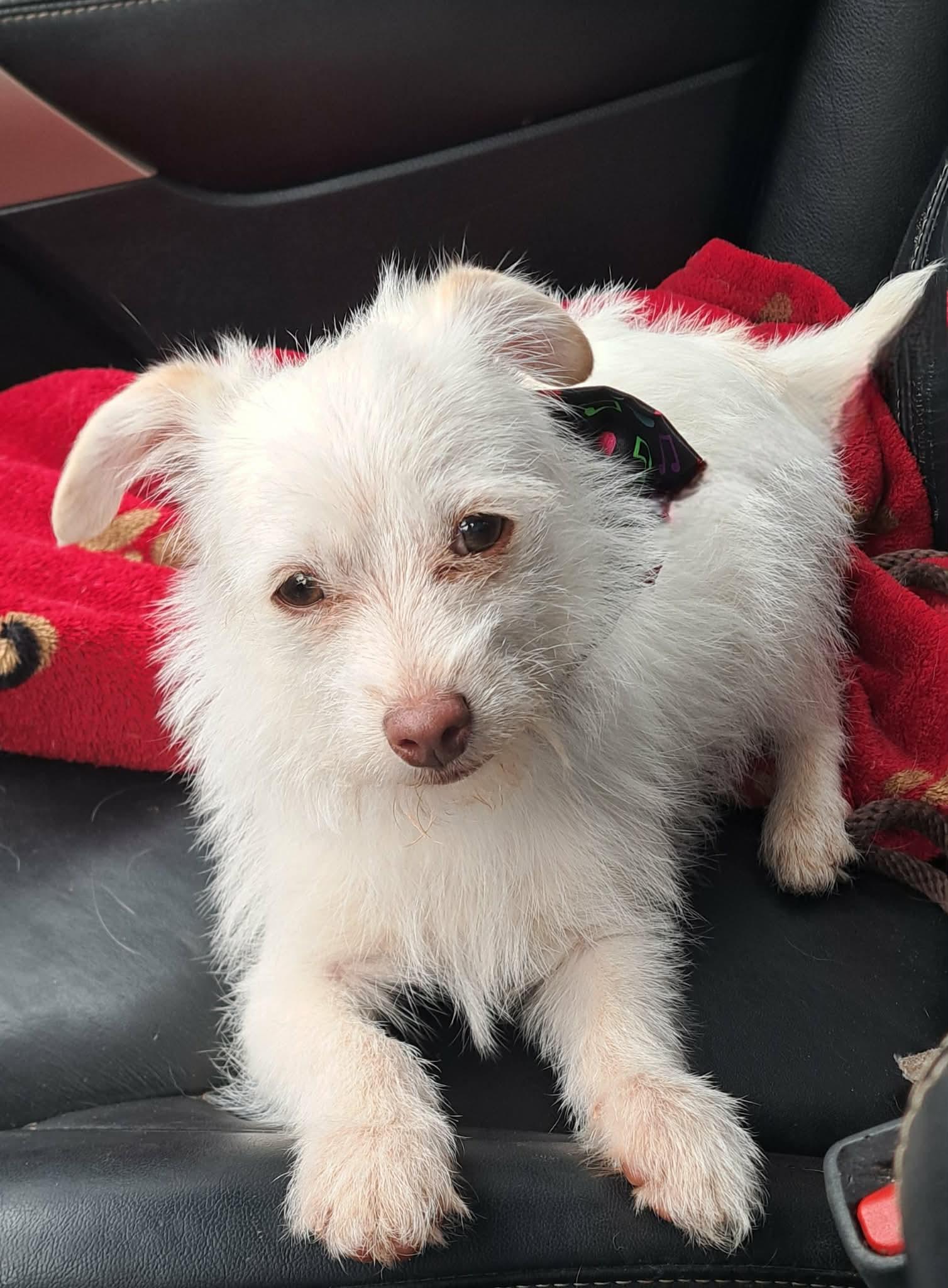 Enlarge Petey, a Adoptable mixed breed in Winston-Salem, NC image 3/6