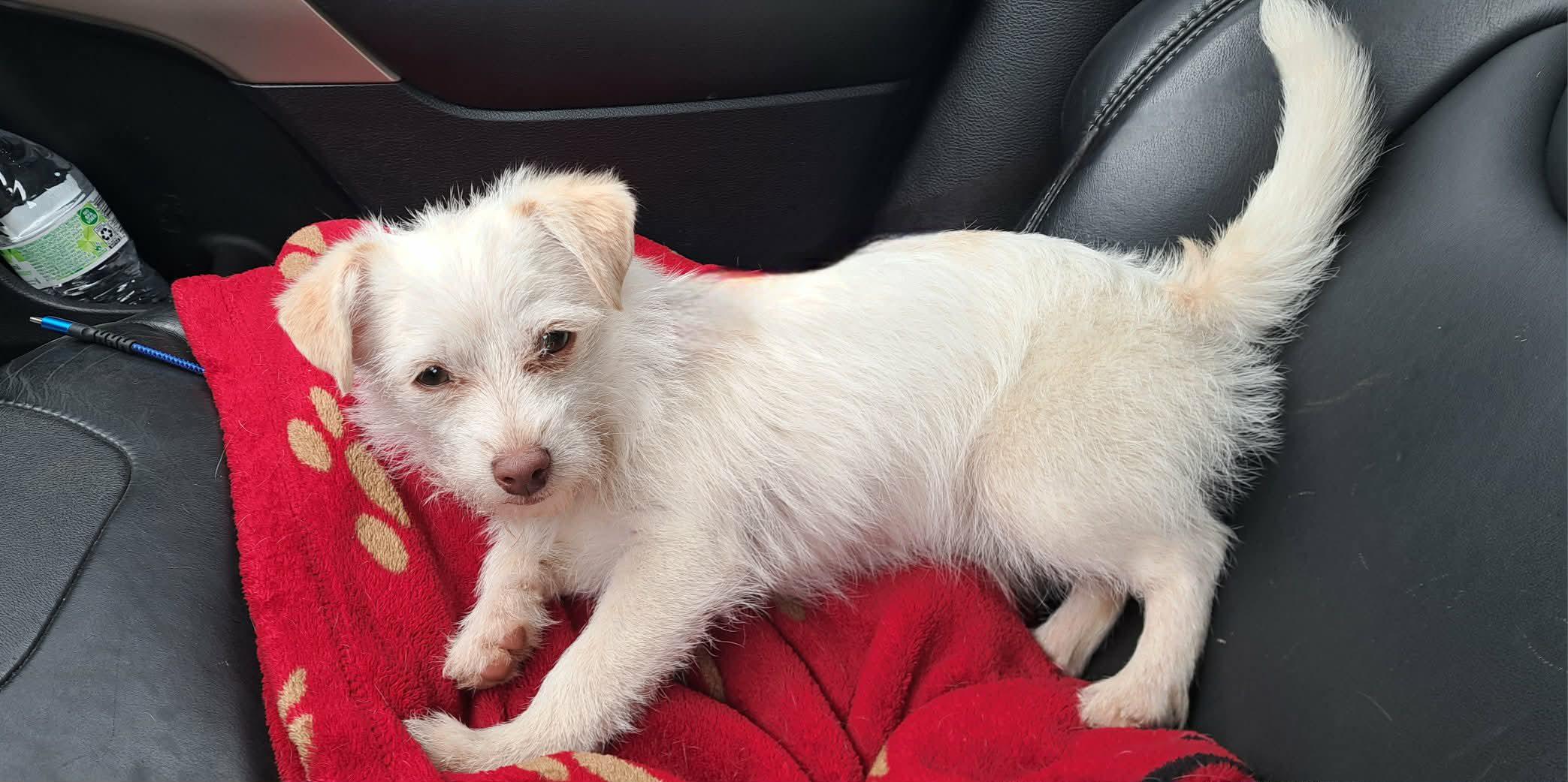 Enlarge Petey, a Adoptable mixed breed in Winston-Salem, NC image 2/6