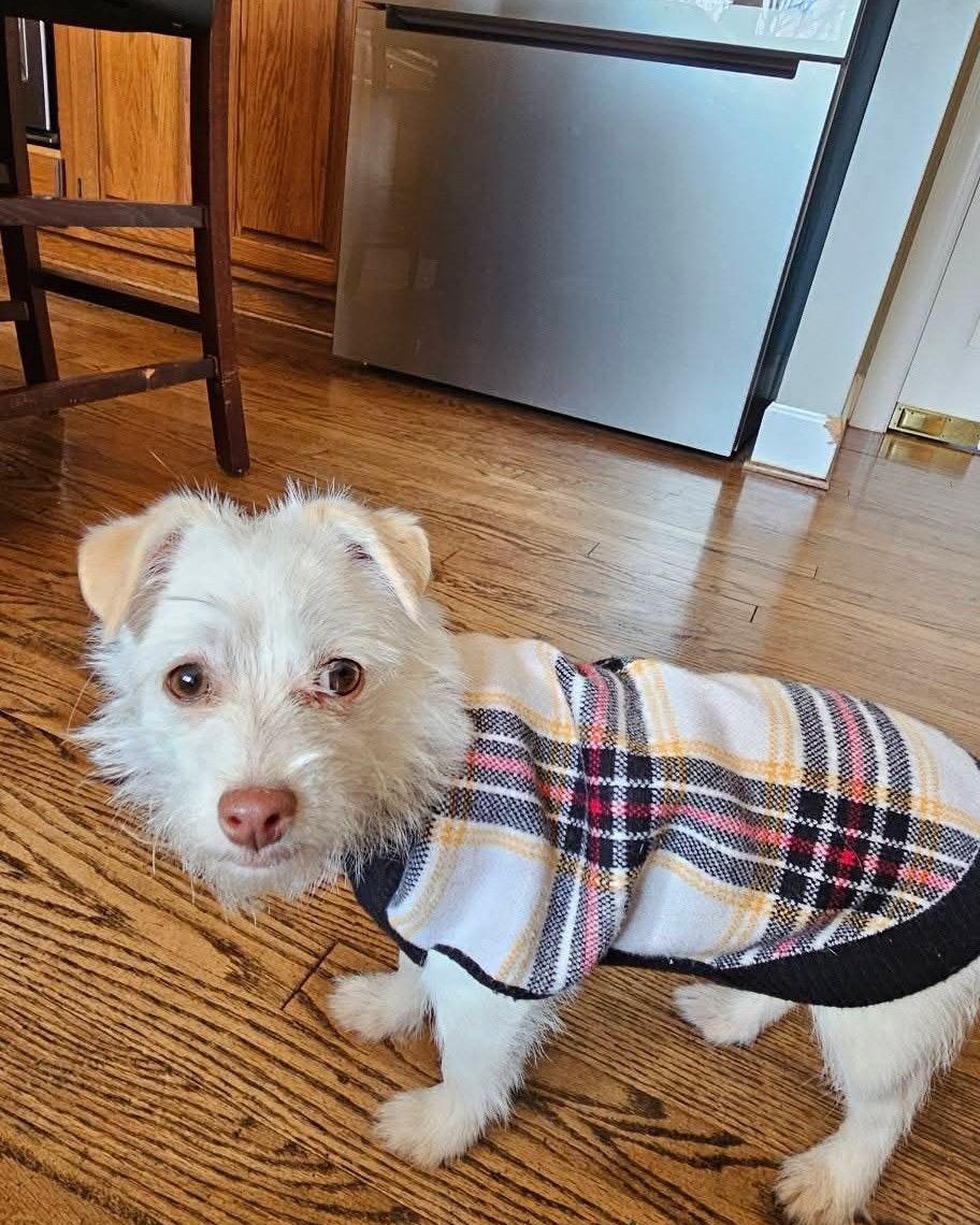 Enlarge Petey, a Adoptable mixed breed in Winston-Salem, NC image 4/6