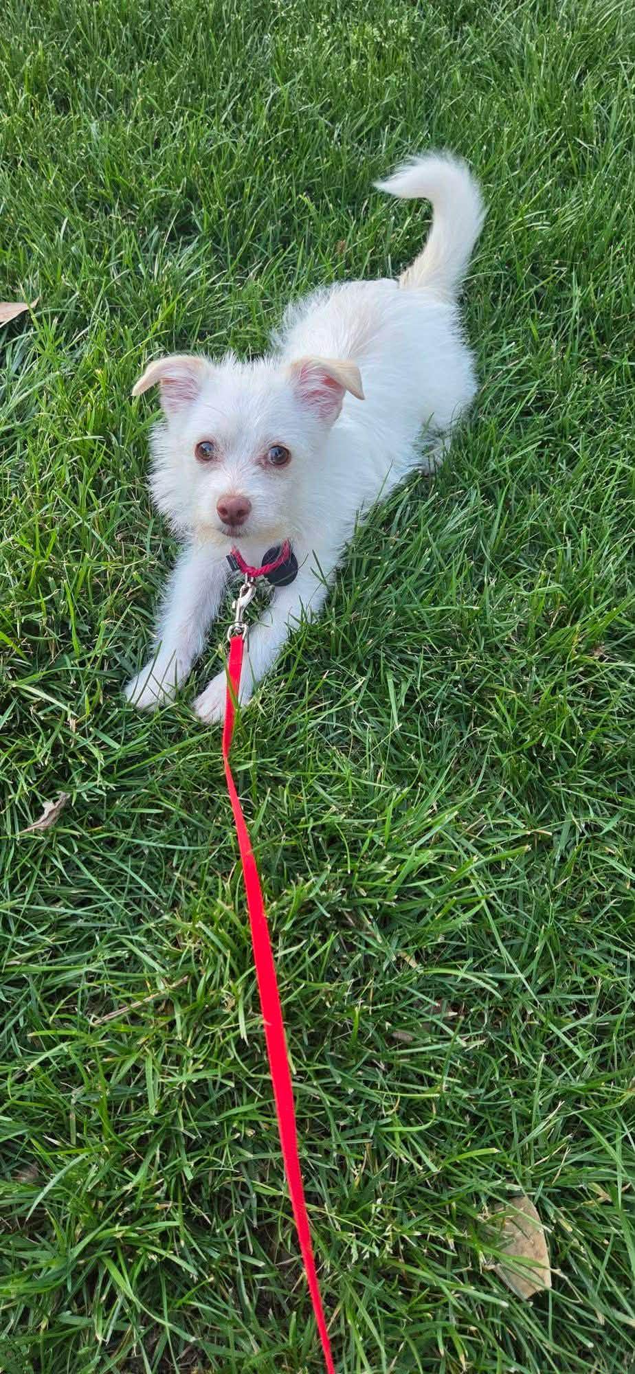 Enlarge Petey, a Adoptable mixed breed in Winston-Salem, NC image 6/6