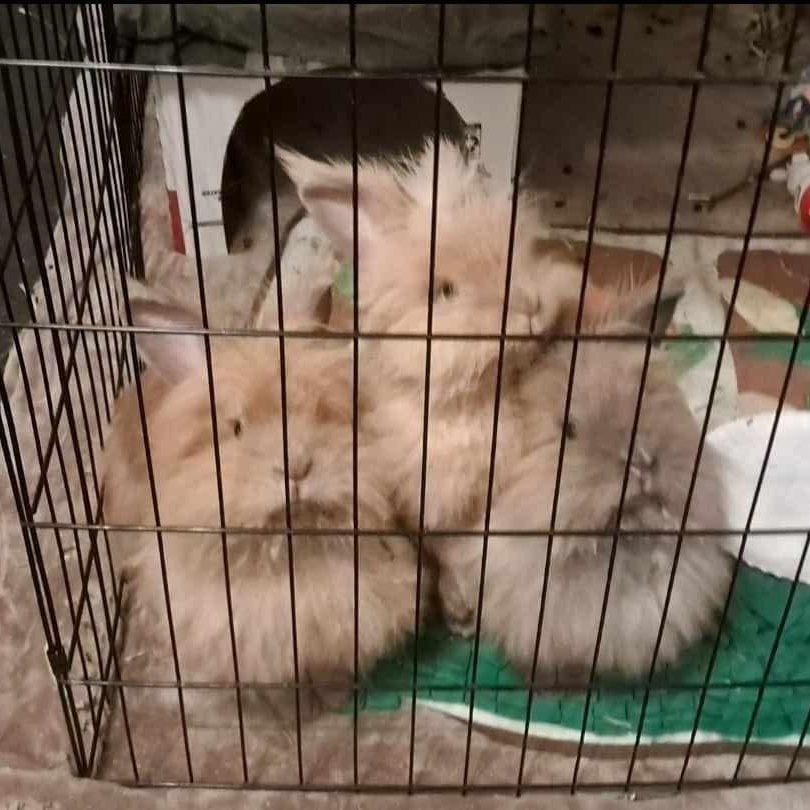 Farrah & Sabrina - bonded sisters 2