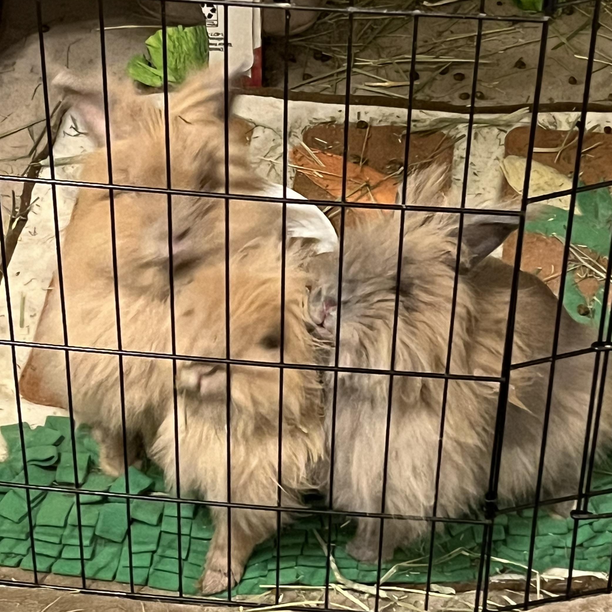 Farrah & Sabrina - bonded sisters 5