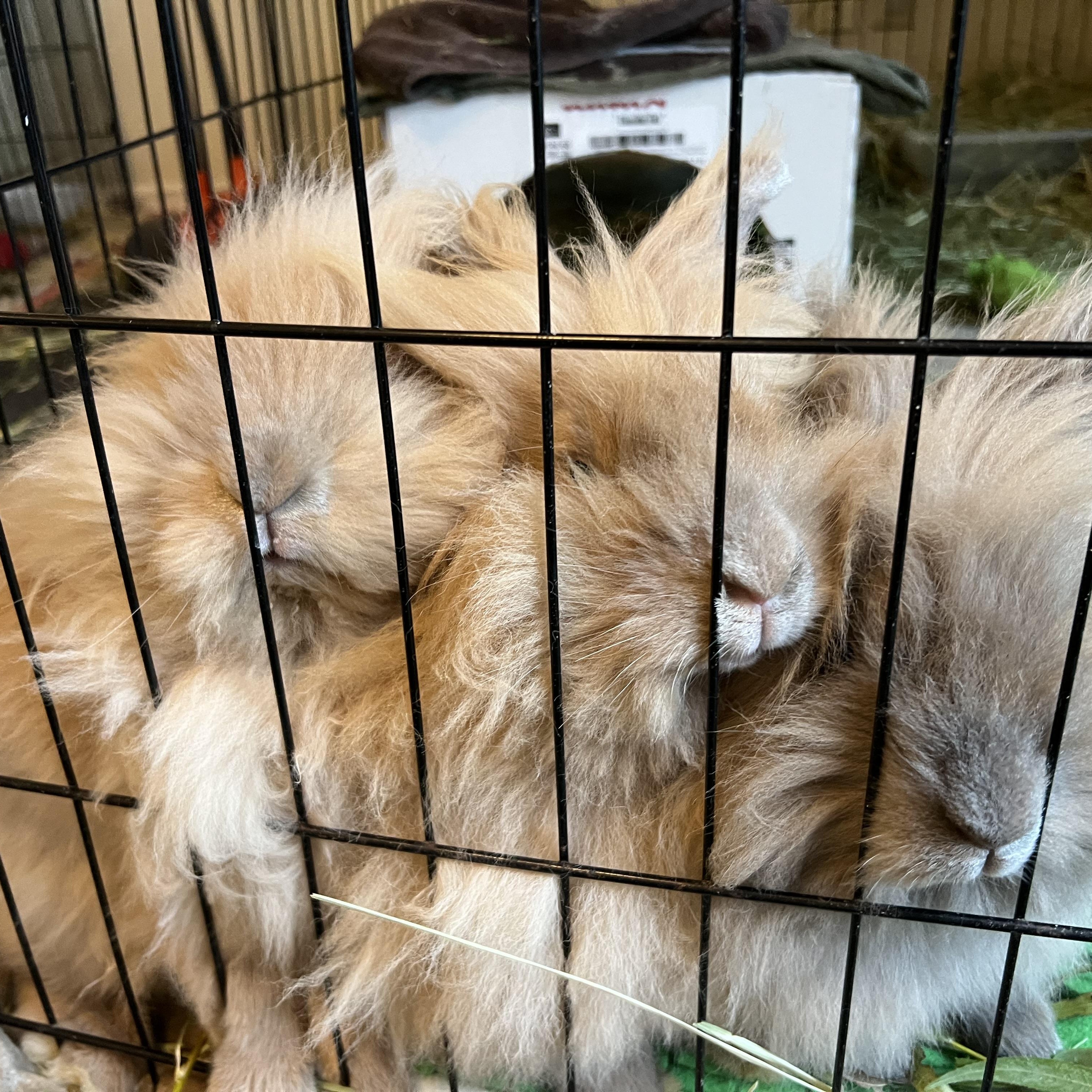 Farrah & Sabrina - bonded sisters 4