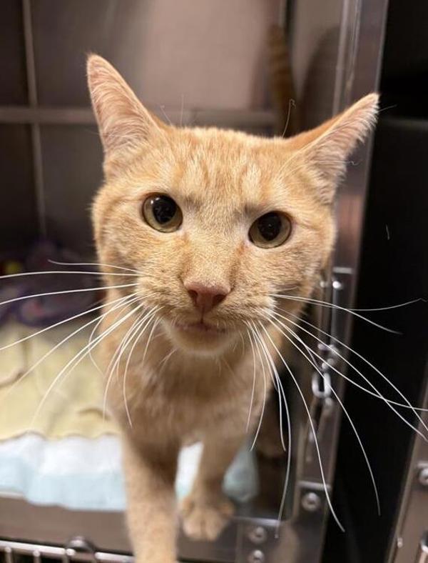 Enlarge Darwin, a Adoptable mixed breed in Great Falls, MT image 1/1