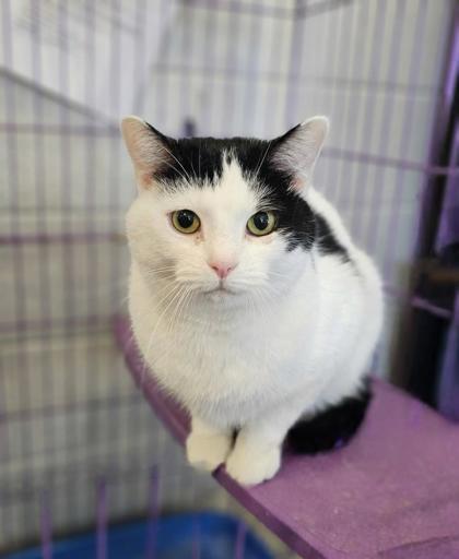 Enlarge Arya, a Adoptable mixed breed in Paducah, KY image 1/1