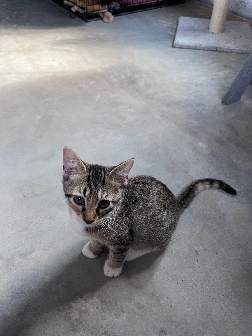 Enlarge Nina , a Adopted Domestic Short Hair in Brighton, IL image 1/2