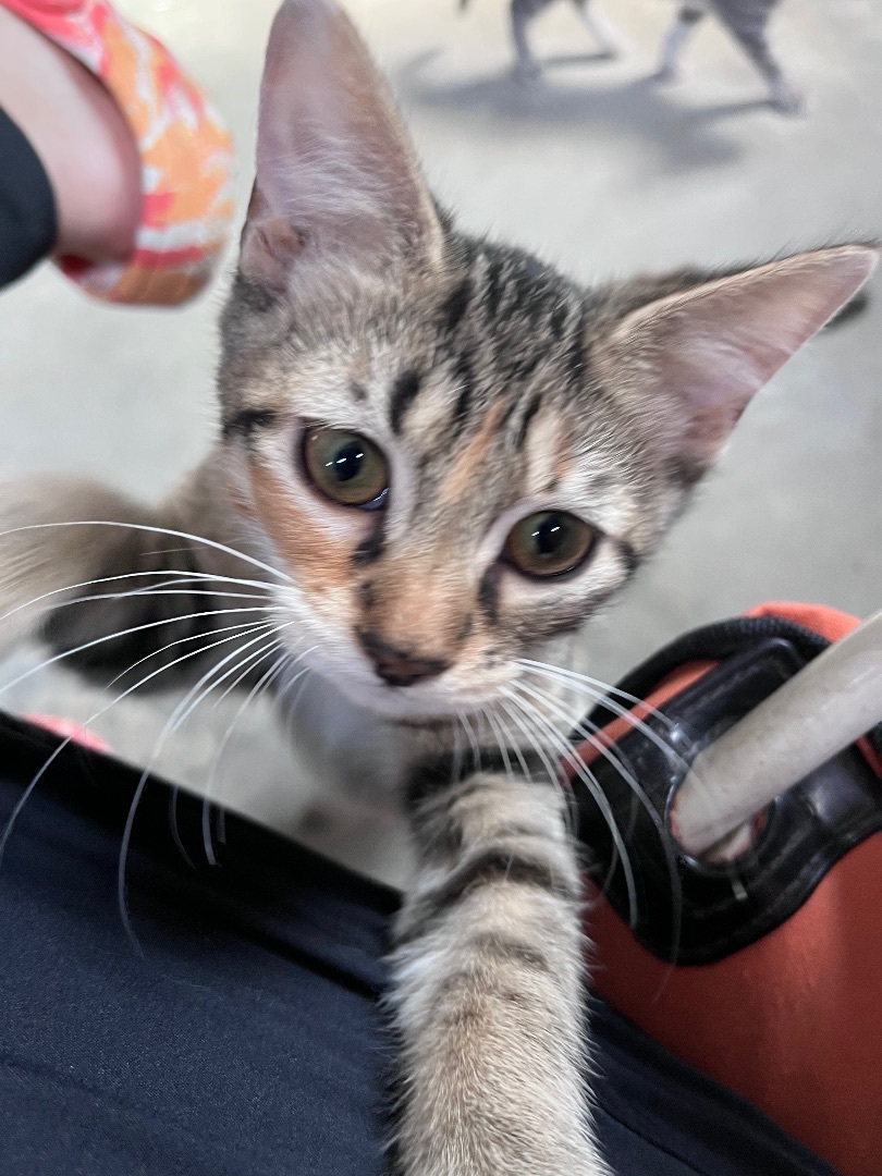 Enlarge Nina , a Adopted Domestic Short Hair in Brighton, IL image 2/2