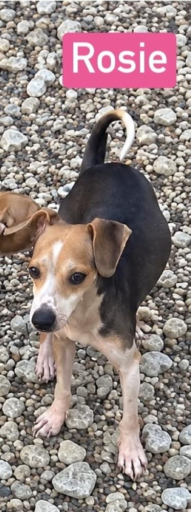 SF Rosie, Adoptable, Adult Female Beagle & Chihuahua.