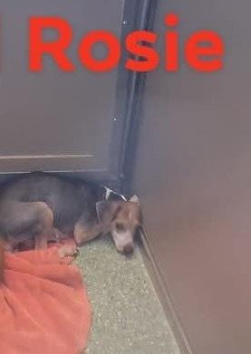 Enlarge SF Rosie, a Adoptable mixed breed in Warrenton, MO image 2/3