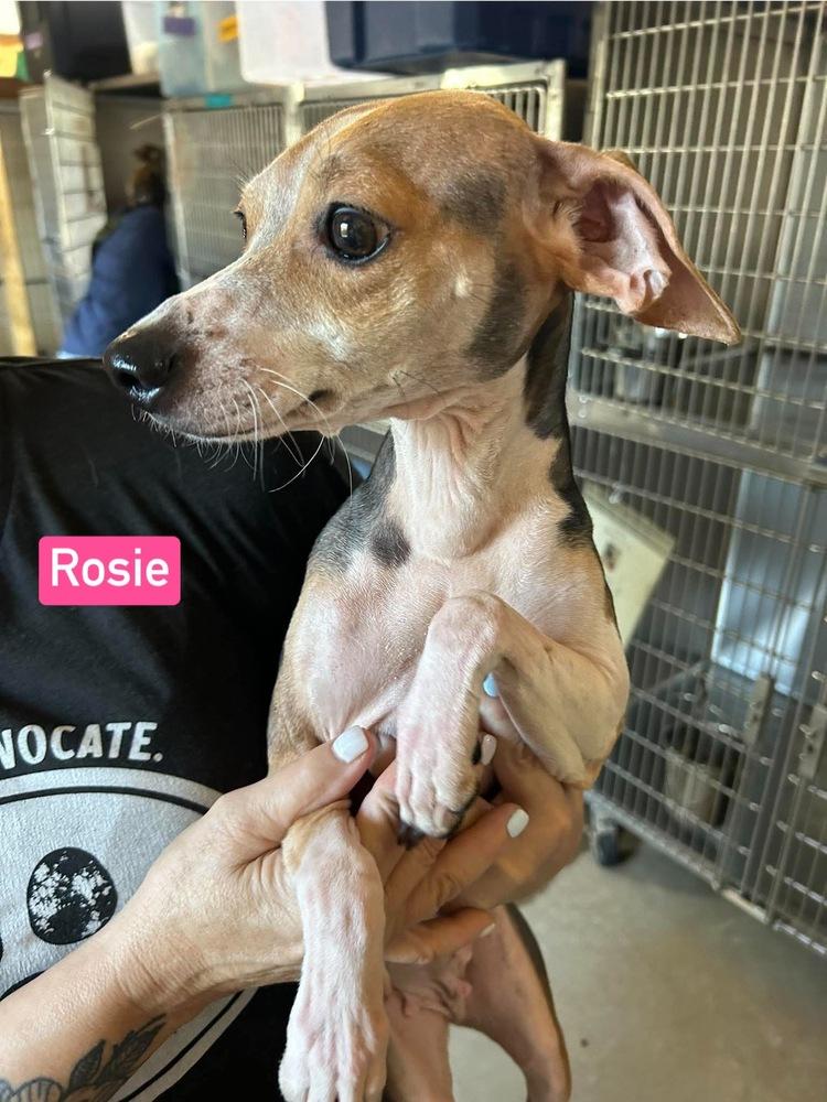 Enlarge SF Rosie, a Adoptable mixed breed in Warrenton, MO image 3/3