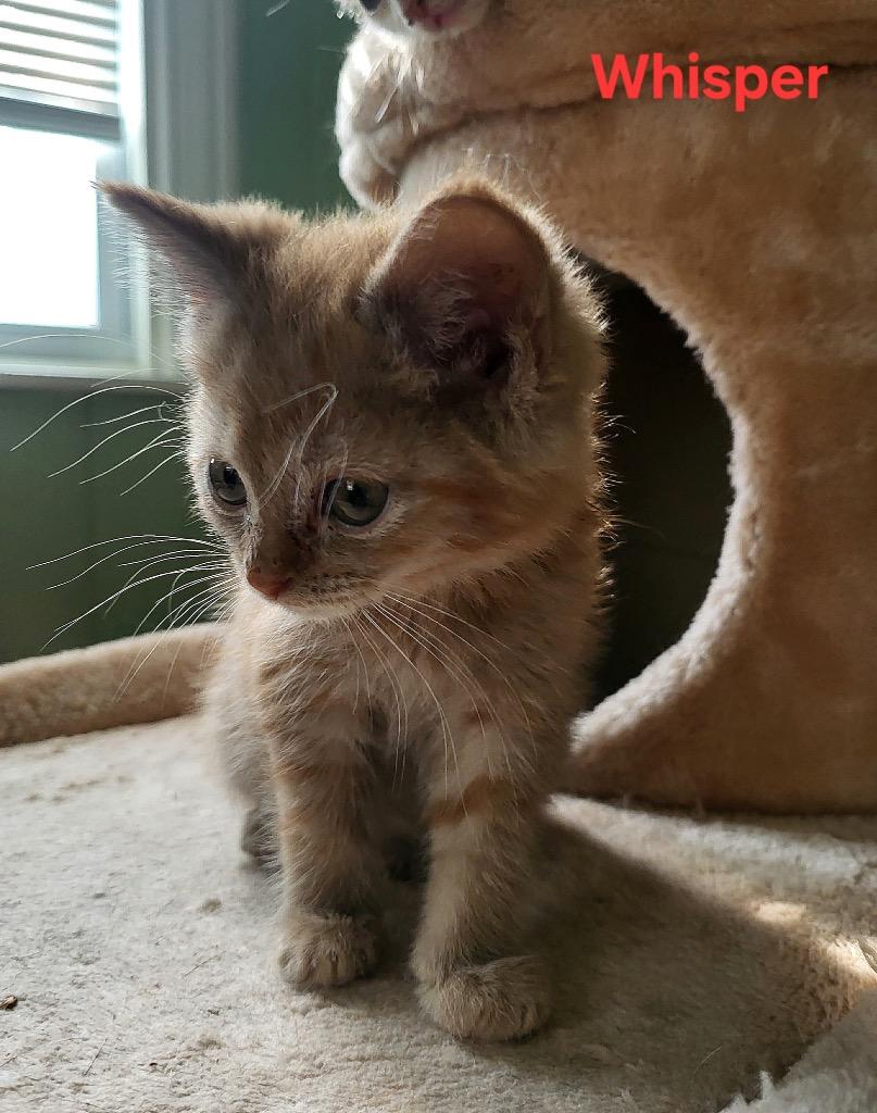 Whisper, Adoptable, Kitten Male Domestic Short Hair.