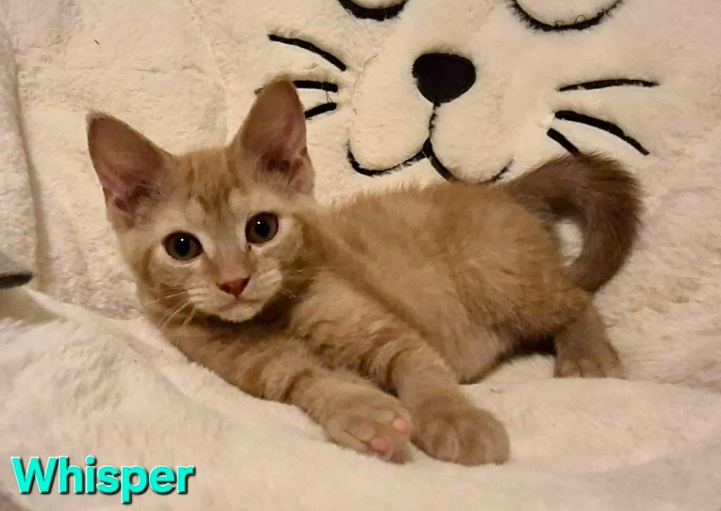 Whisper, a Adoptable mixed breed in Newaygo, MI image 2/2