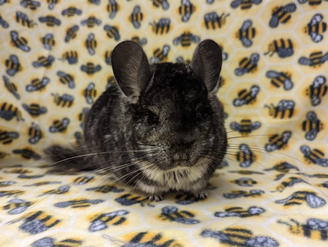 Ashe, a Adoptable Chinchilla in Fountain Valley, CA image 1/5
