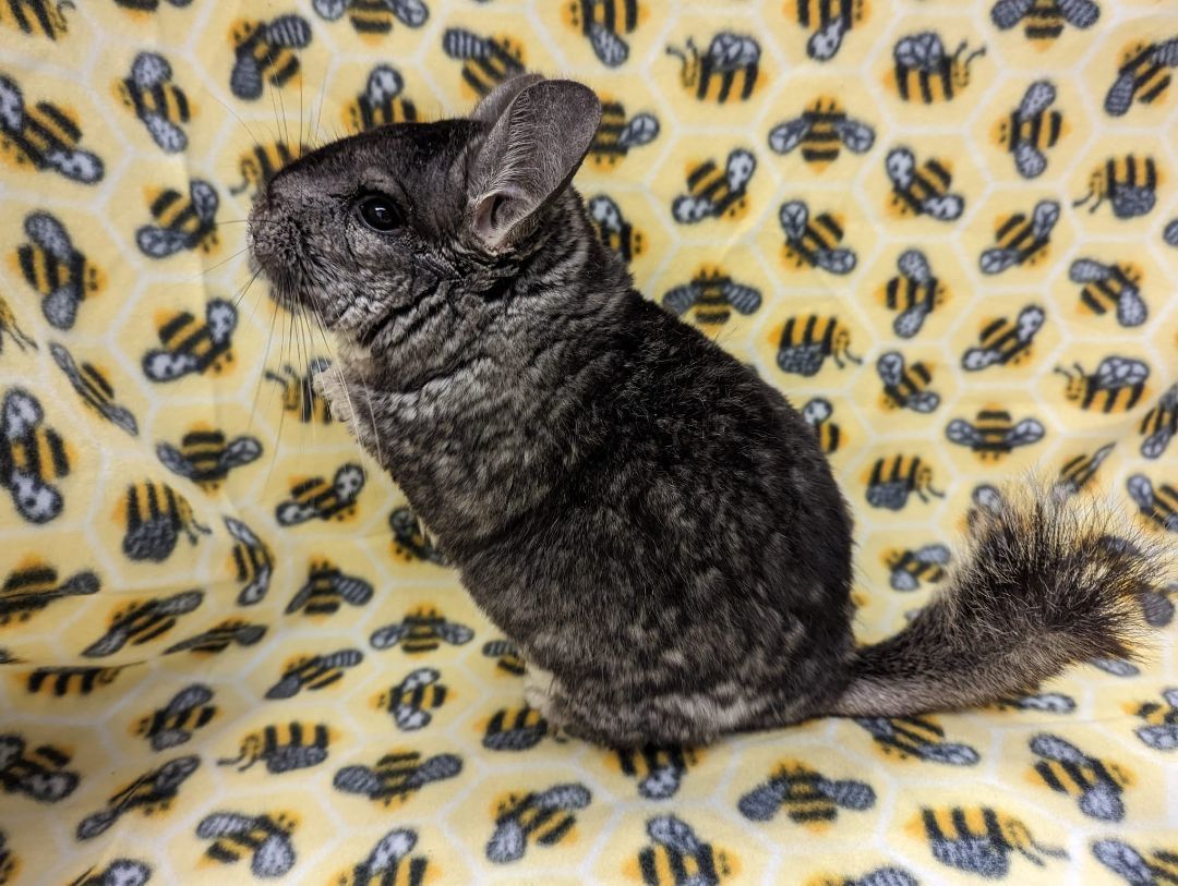 Ashe, a Adoptable Chinchilla in Fountain Valley, CA image 2/5