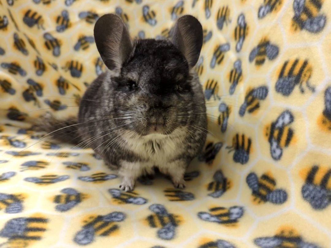 Ashe, a Adoptable Chinchilla in Fountain Valley, CA image 3/5