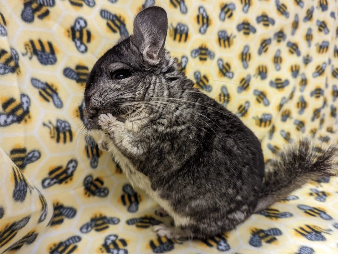 Ashe, a Adoptable Chinchilla in Fountain Valley, CA image 4/5