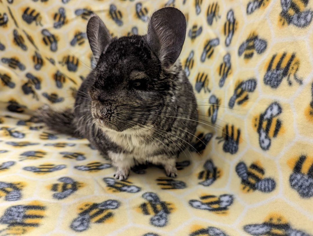 Ashe, a Adoptable Chinchilla in Fountain Valley, CA image 5/5