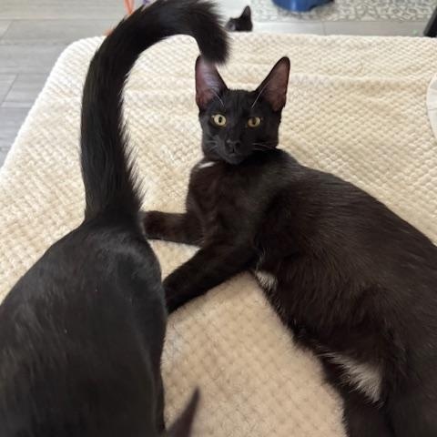 Enlarge T'Challa, an adopted Domestic Short Hair in Roachdale, IN image 5/5